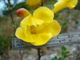 Aureolaria flava False Foxglove